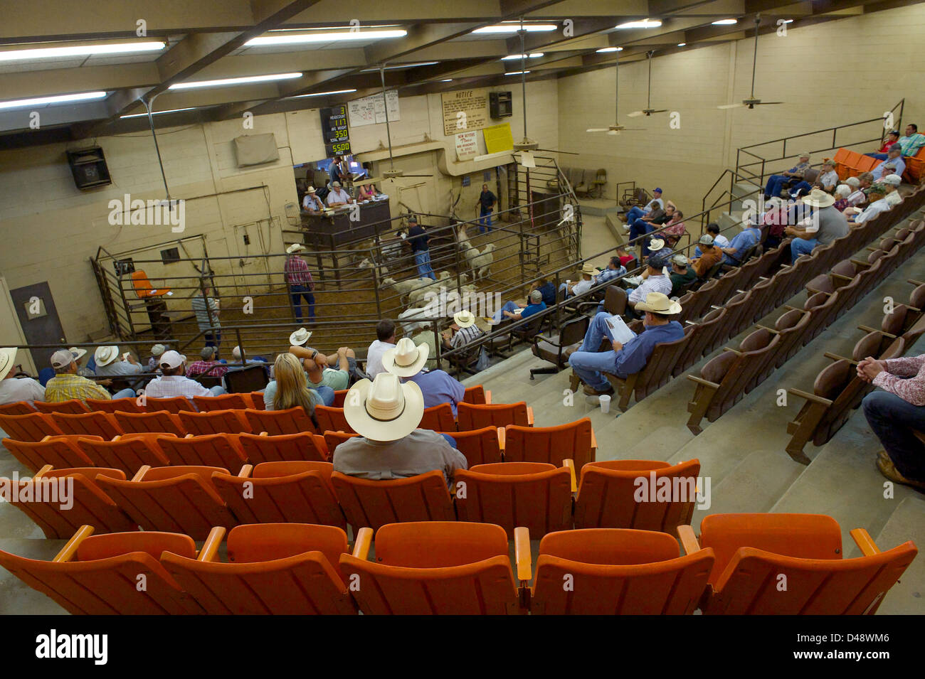 Asta di bestiame, San Angelo Produttore, Mercato San Angelo, Texas, USA Foto Stock