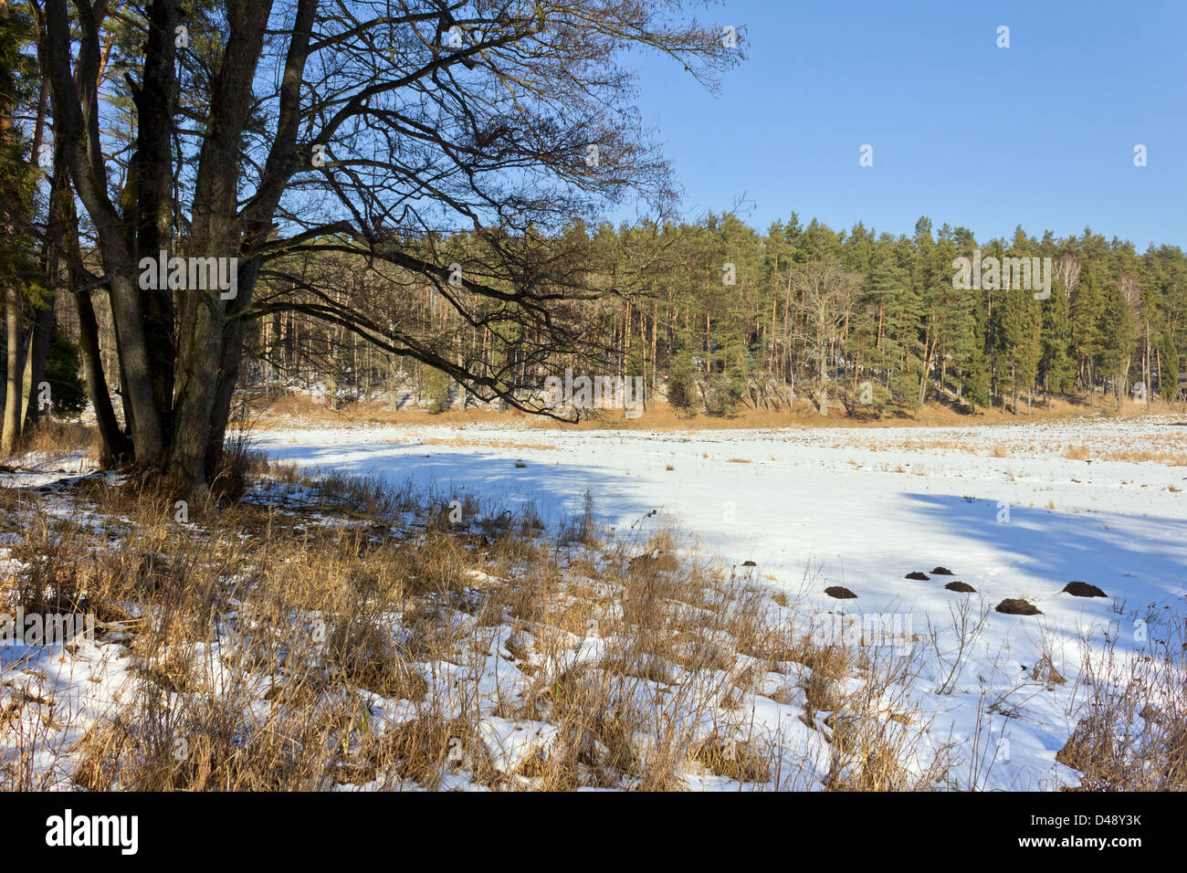 Grande Foresta prato ricoperto dalla neve, bel viaggio in giornata alla foresta vicino Las Warminski. Foto Stock