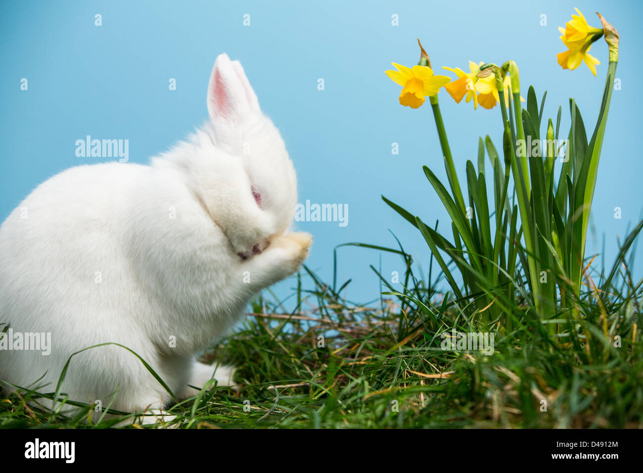 White fluffy bunny graffiare il suo naso a fianco di narcisi Foto Stock