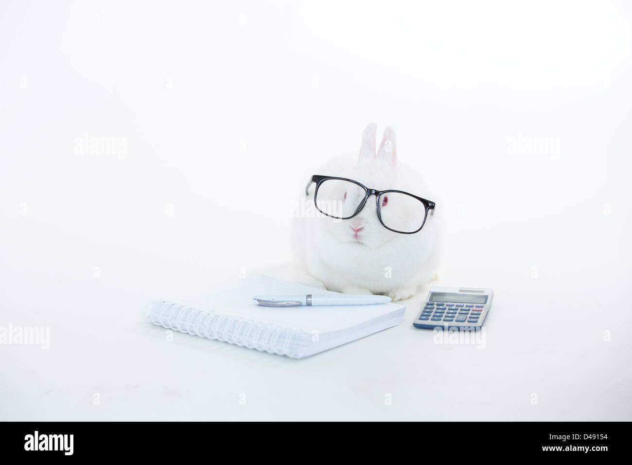 Coniglietto bianco indossando occhiali umana con fermo e calcolatrice Foto Stock