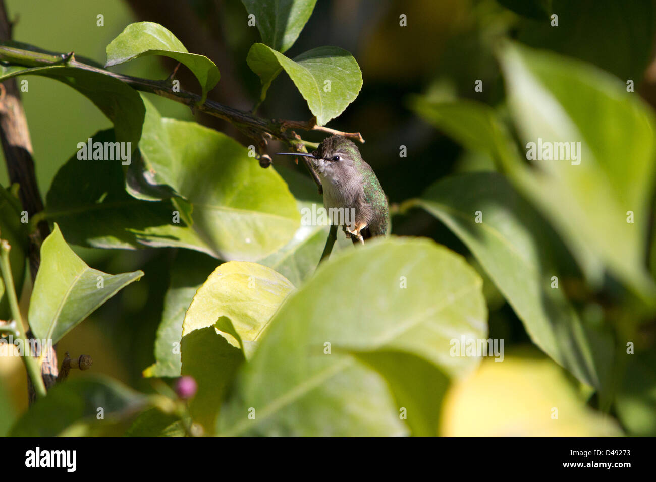 Anna (Hummingbird Calypte anna) femmina appollaiato in un albero di limone a Rancho Mirage, California, Stati Uniti d'America in gennaio. Foto Stock