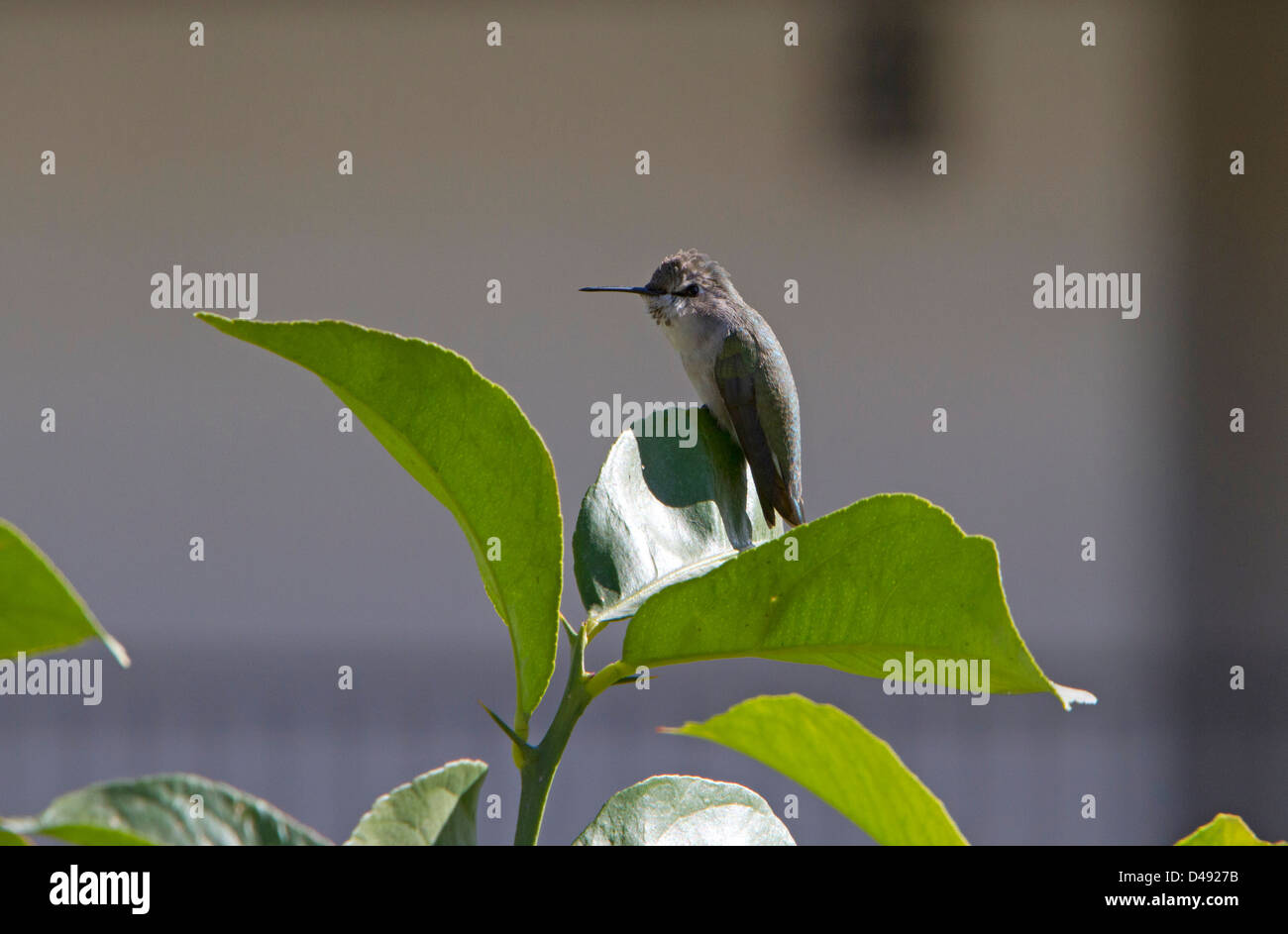 Anna (Hummingbird Calypte anna) femmina appollaiato in un albero di limone a Rancho Mirage, California, Stati Uniti d'America in gennaio. Foto Stock