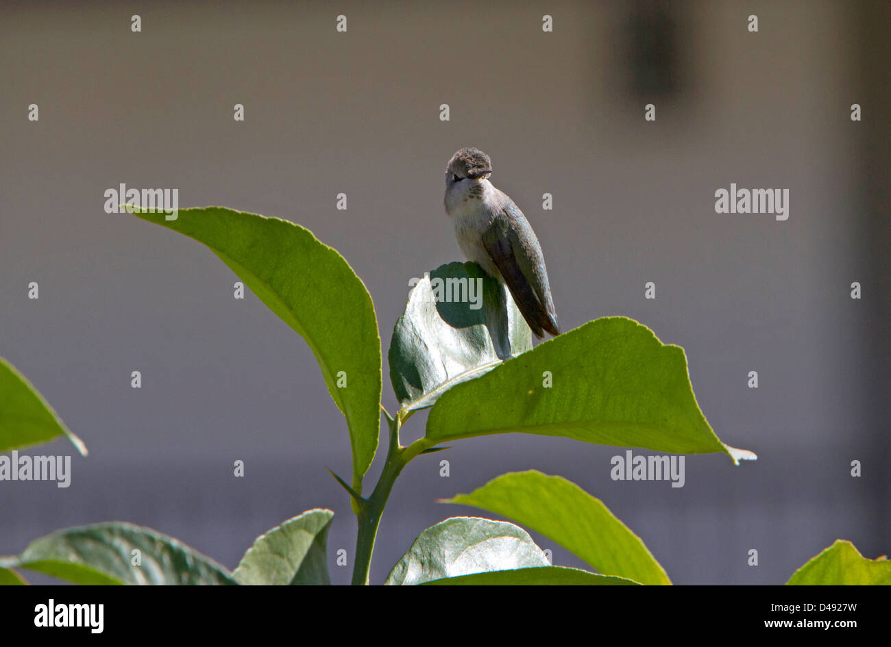 Anna (Hummingbird Calypte anna) femmina appollaiato in un albero di limone a Rancho Mirage, California, Stati Uniti d'America in gennaio. Foto Stock