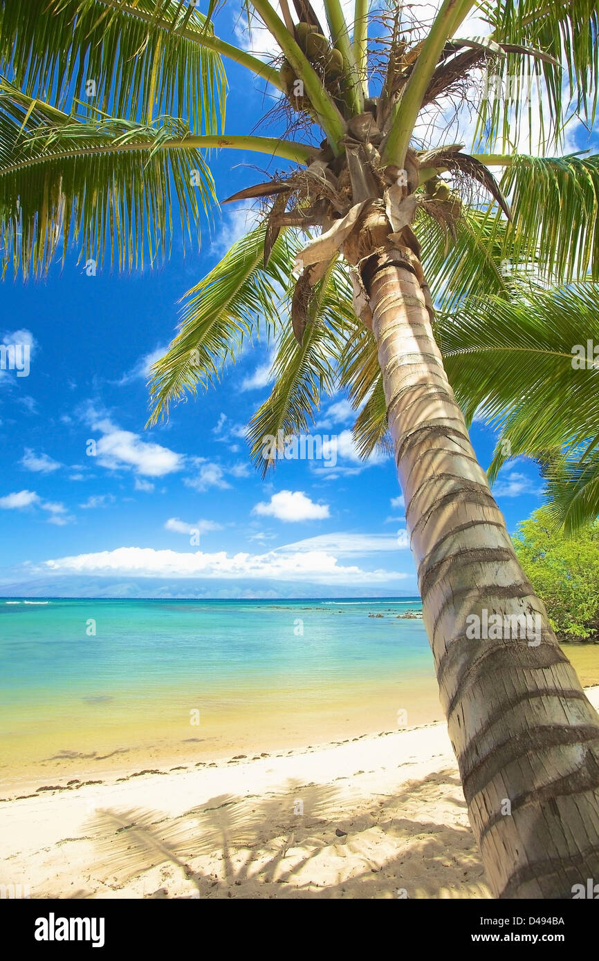 Una spiaggia di sabbia bianca e il Palm Tree lungo la costa di un isola hawaiana;Hawaii Stati Uniti d'America Foto Stock