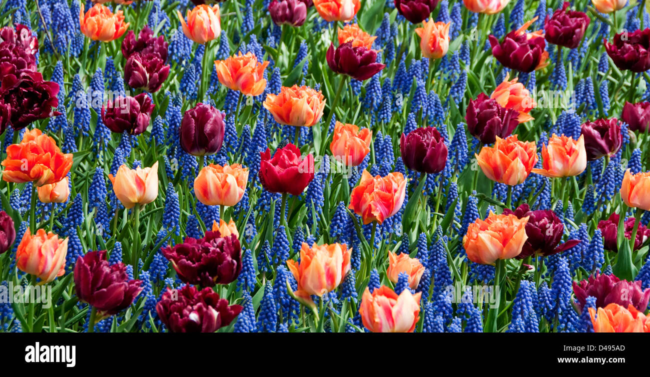 Letto misto di tulipani e muscari Parco keukenhof olanda Foto Stock