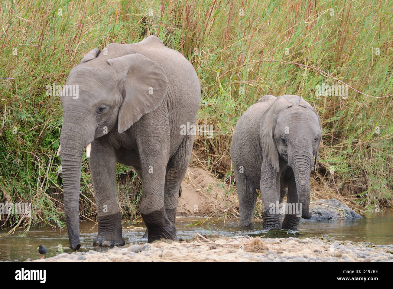 Bush africano Elefante africano (Loxodonta africana), elefante vitelli di attraversare un fiume, Parco Nazionale Kruger, Sud Africa e Africa Foto Stock