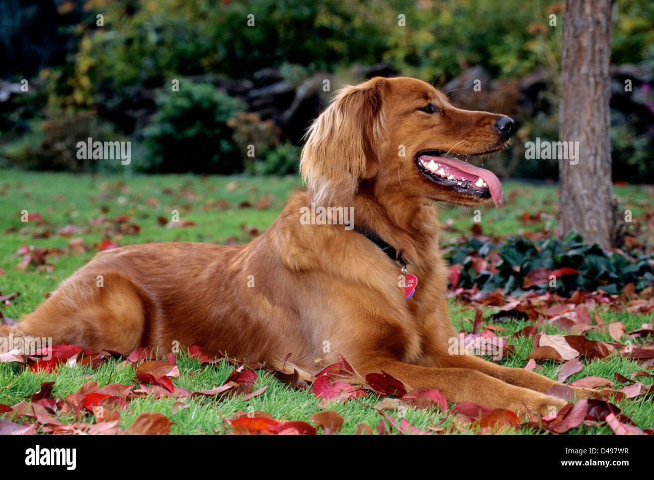 Una donna adulto golden retriever in appoggio sul prato. Foto Stock