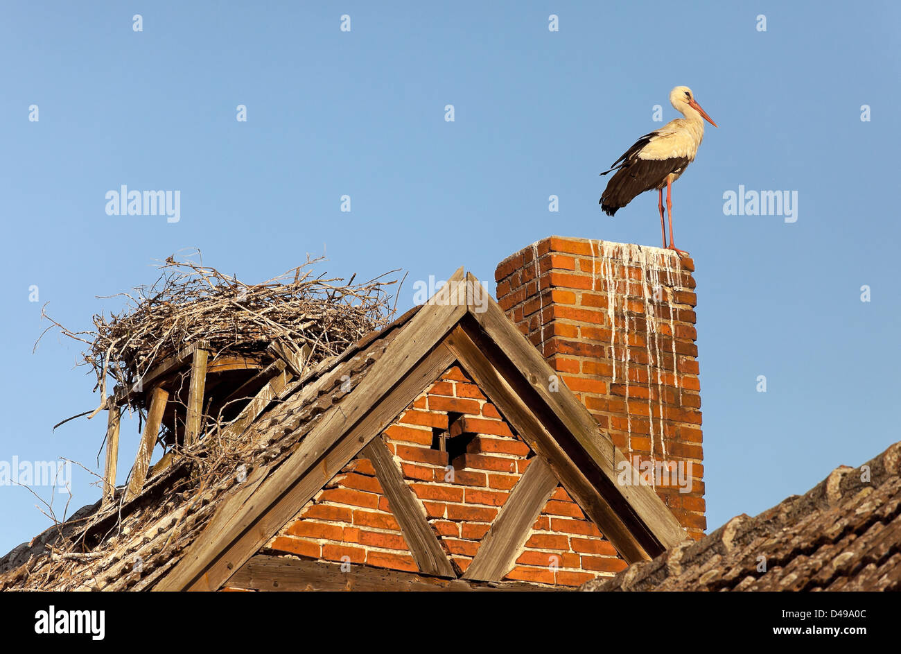 Rühstädt, Germania, una cicogna nel suo nido su un crinale Foto Stock