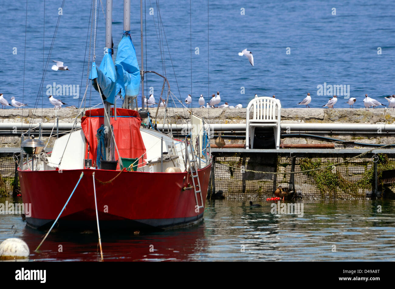 Rosso barca nel porto di Evian con molti gabbiani sulla diga. Evian-les-Bains si trova sulle rive del lago Lemano a est della Francia Foto Stock