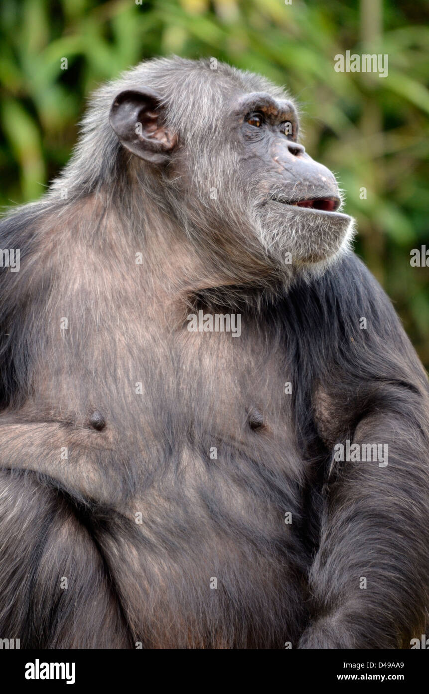 Primo piano di uno scimpanzé (Pan troglodytes) Foto Stock