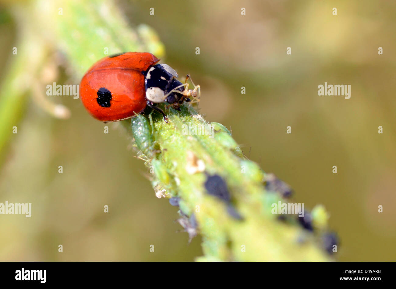 Macro di ladybug (Adalia bipunctata) mangiare afidi sullo stelo Foto Stock
