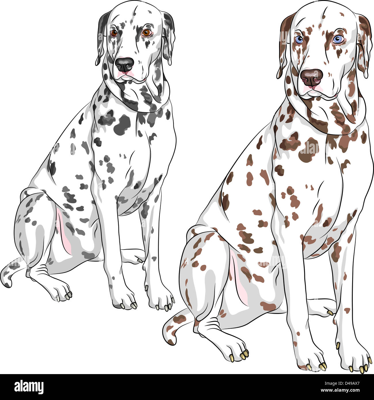 Schizzo della allegro gravi cane di razza dalmata di due diversi colori, uno - con macchie nere e gli occhi castani, il secondo - con Foto Stock