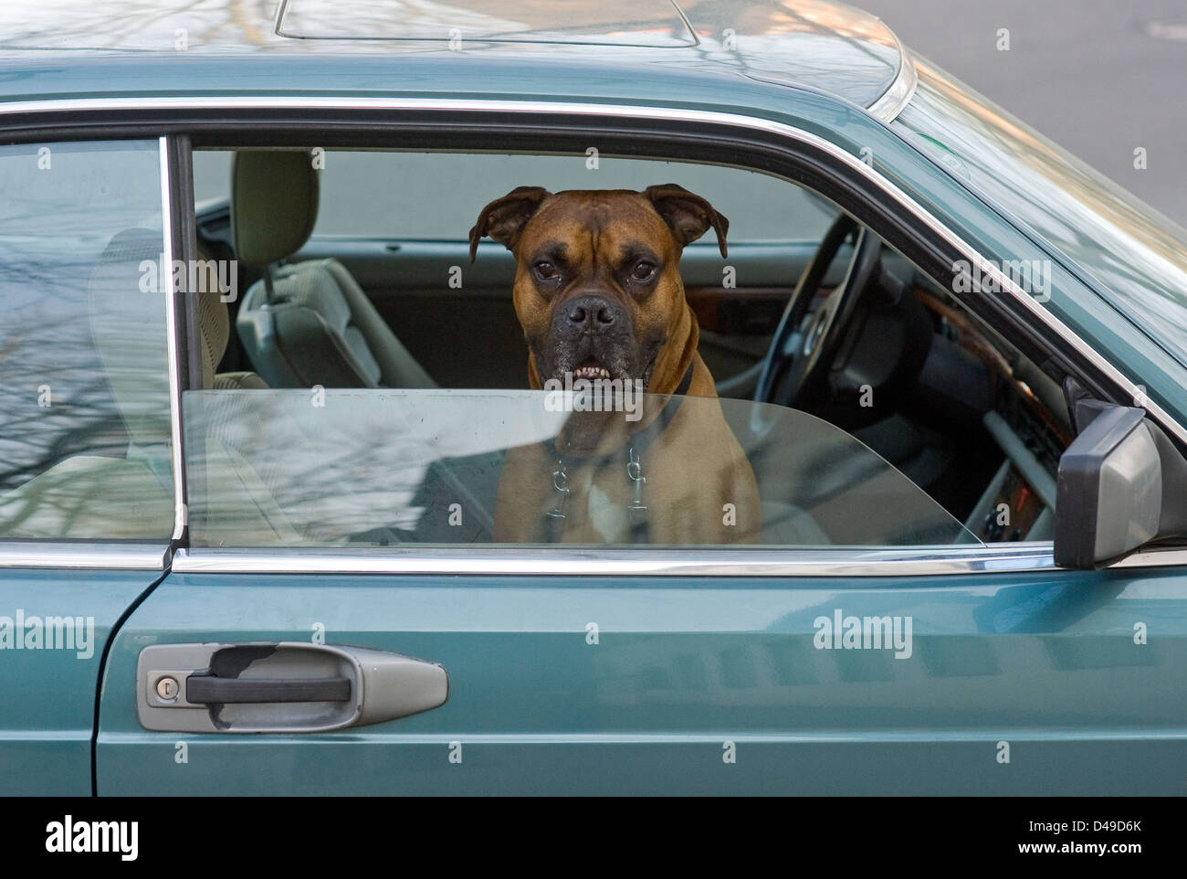 Berlino, Germania, il cane nel sedile per passeggeri di un automobile Foto Stock