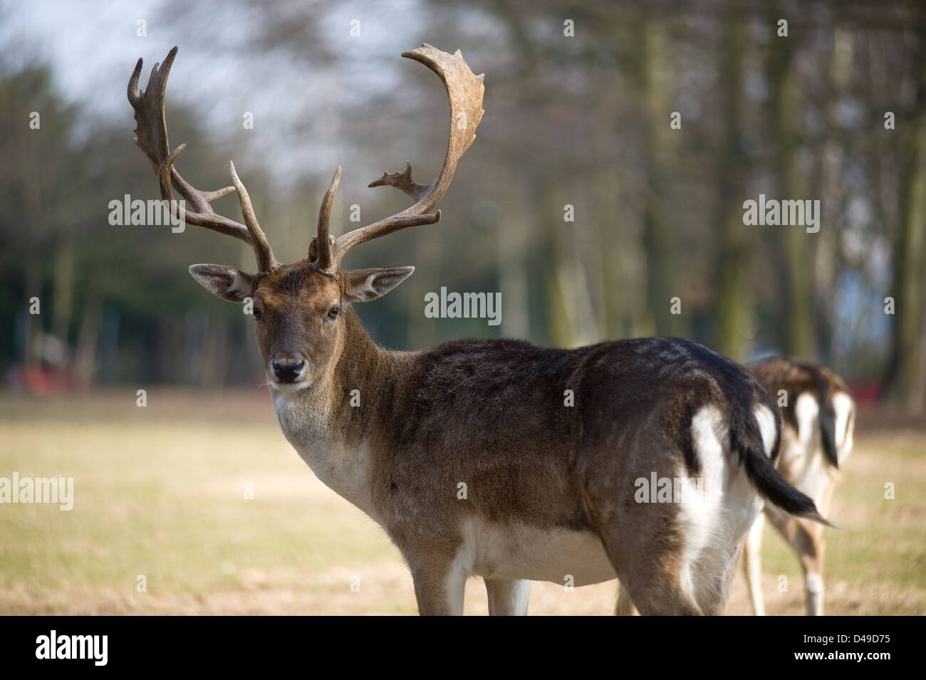 Berlino, Germania, cervi nella comunità del parco Tiergehehe Lankwitz Foto Stock