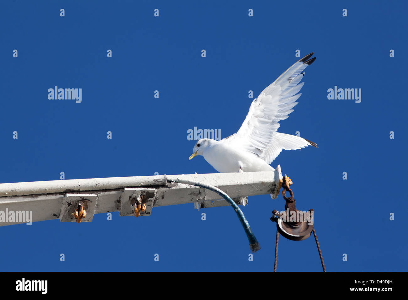 Nero-zampe (Kittiwake Rissa tridactyla) Foto Stock