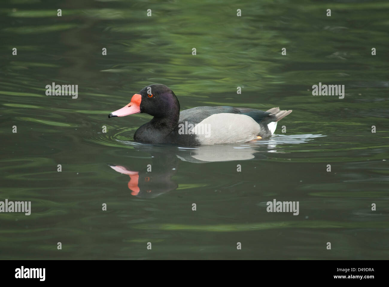 Drake Rosybill (Netta peposaca) in cattività a Washington WWT Foto Stock