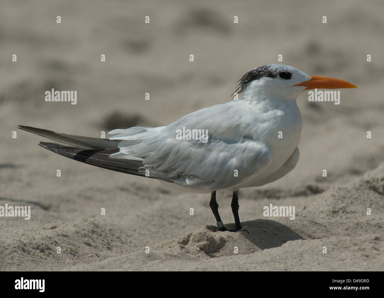 Royal Tern (Thalasseus maximus) su una spiaggia di Cape May, New Jersey Foto Stock