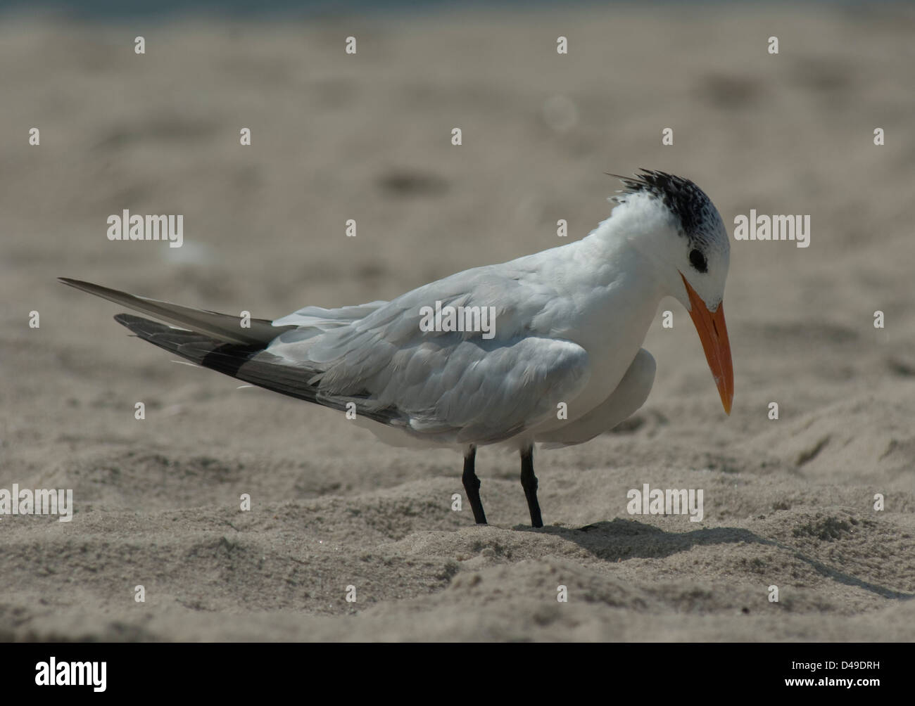 Royal Tern (Thalasseus maximus) su una spiaggia di Cape May, New Jersey Foto Stock