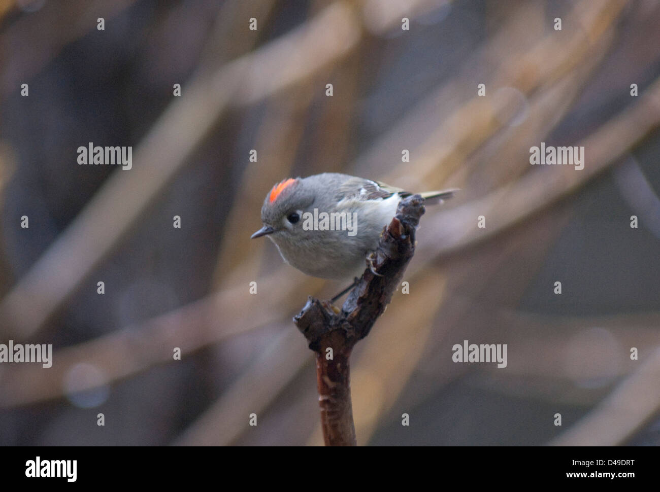 Ruby-incoronato Kinglet (Regulus calendula) nel Parco Nazionale di Yosemite in California Foto Stock