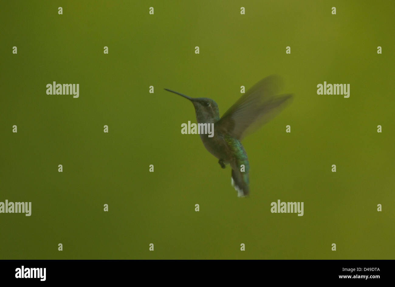 Femmina di Ruby-throated Hummingbird (archilochus colubris) a un alimentatore in Wharton la foresta di stato, New Jersey Foto Stock