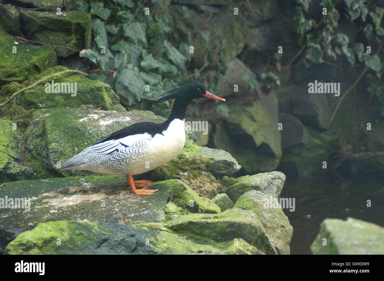 Drake scagliose-breasted Merganser (Mergus squamatus) in cattività a Pensthorpe, Norfolk Foto Stock