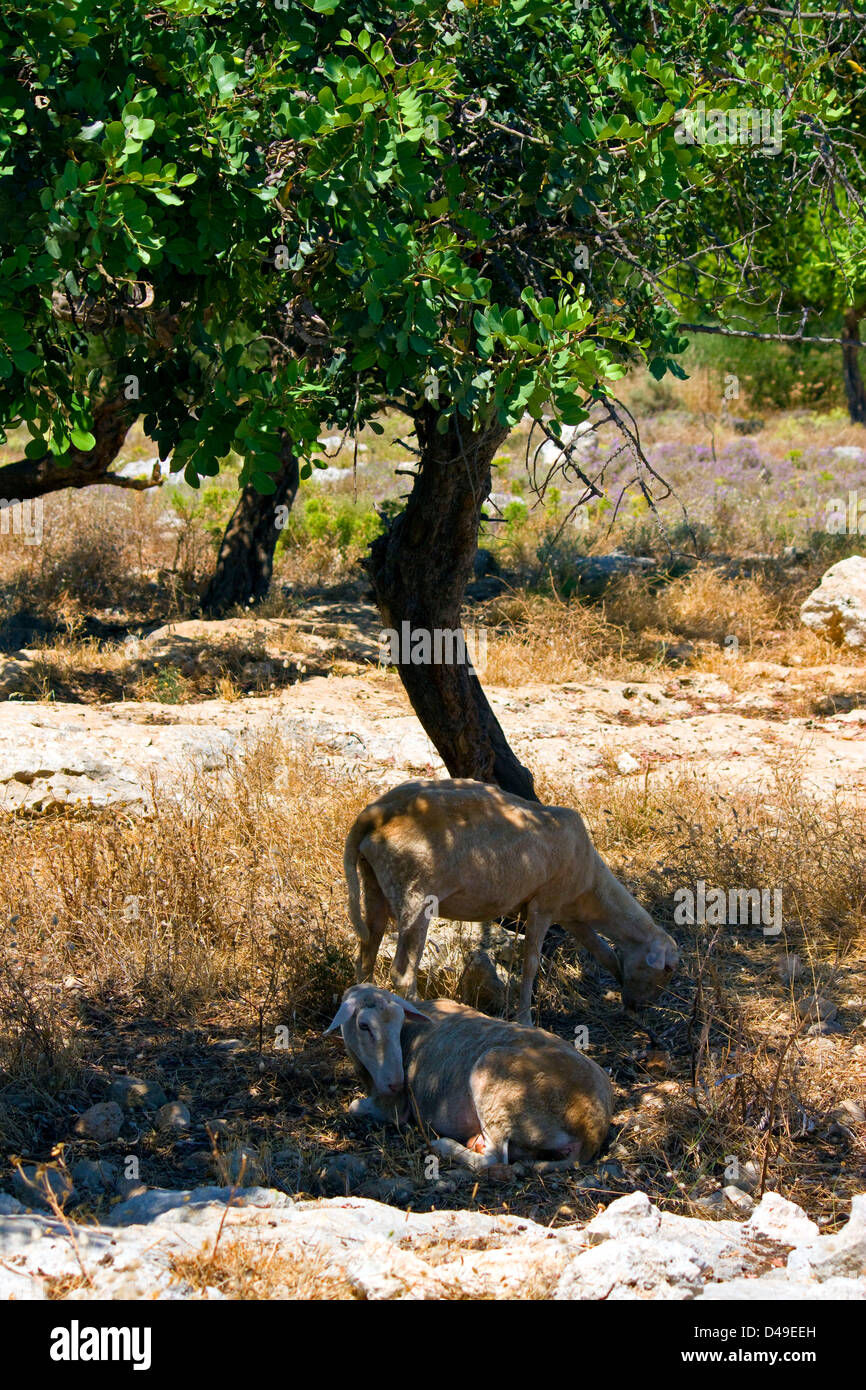 Pecore riparo dal Mediterraneo il calore nell'ombra di un albero. Foto Stock