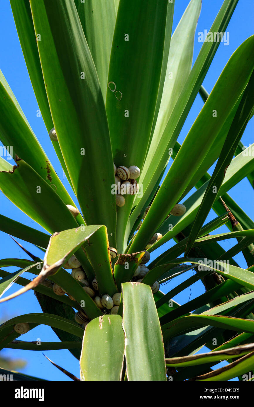 Le lumache di ripararsi dal calore mediterraneo in cluster sotto le foglie di un albero. Foto Stock