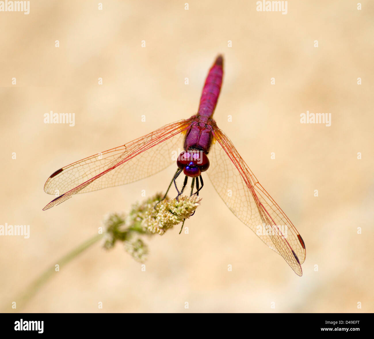 Broad Scarlet Crocothemis erythraea. Creta. Foto Stock
