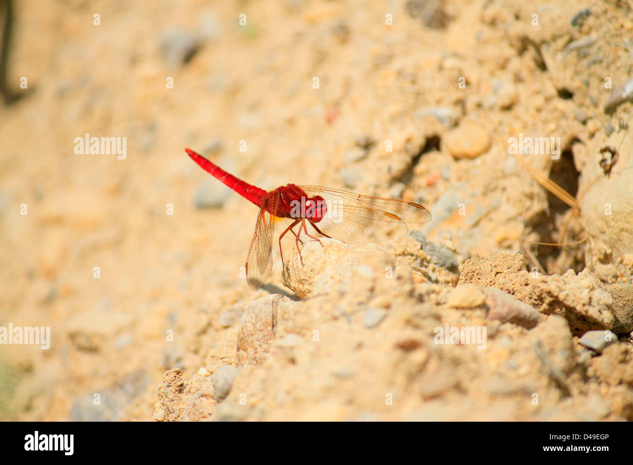 Broad Scarlet Crocothemis erythraea. Creta. Foto Stock