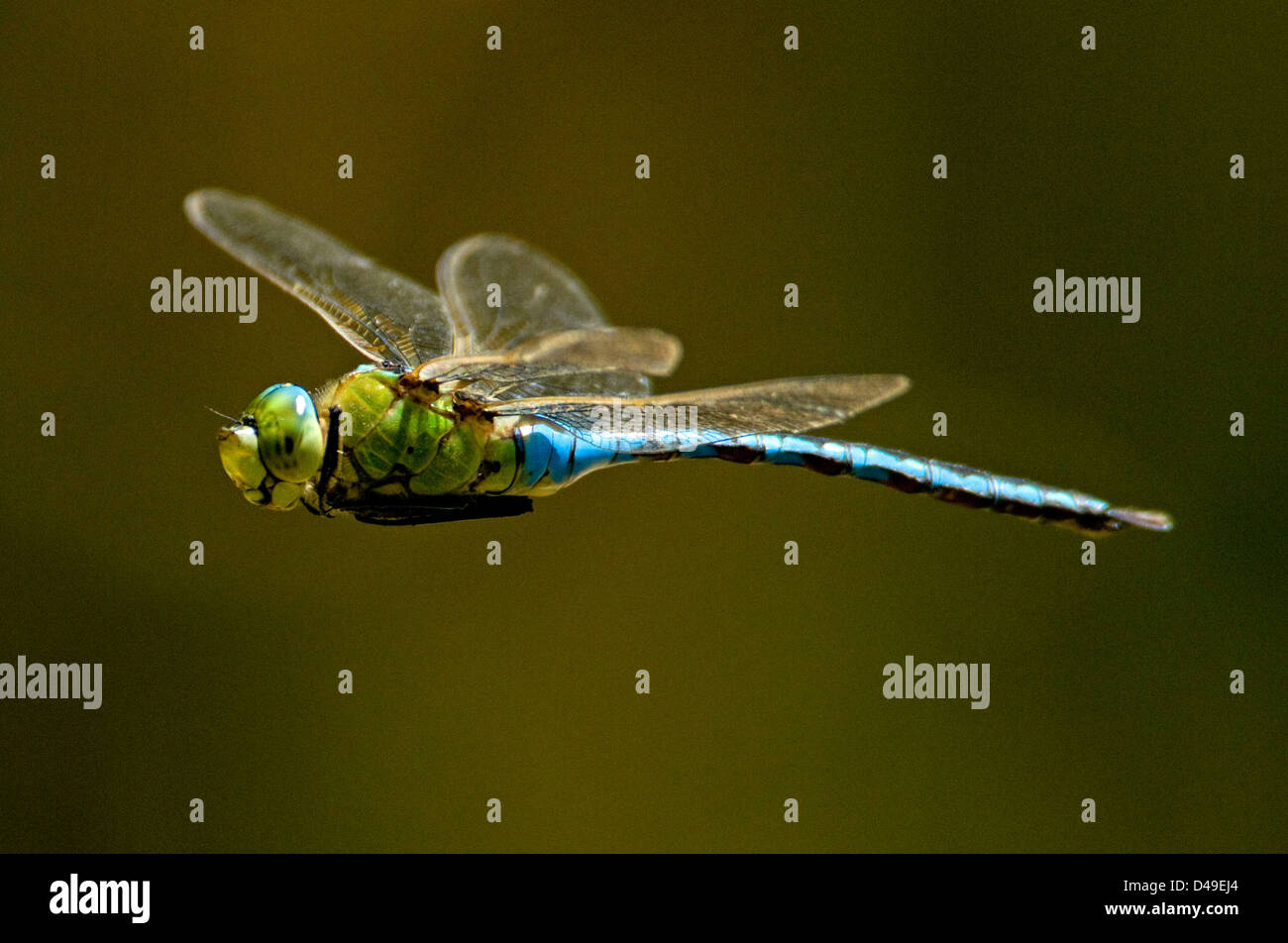 Dragonlfiy Anax imperator in volo. Foto Stock