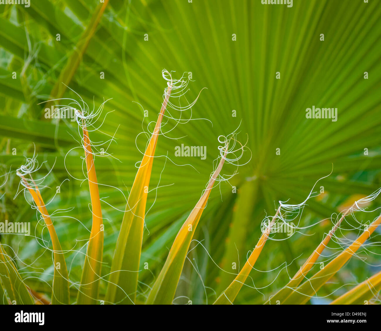 Ventola della California Palm tree frond in Andreas Canyon, Agua Caliente Indian Reservation, vicino a Palm Springs, California Foto Stock