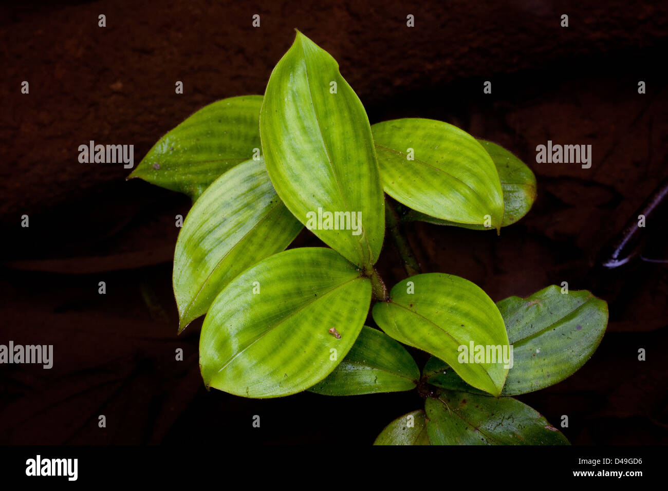 Bella pianta nella foresta pluviale della riserva naturale del Burbayar, provincia di Panama, Repubblica di Panama. Foto Stock