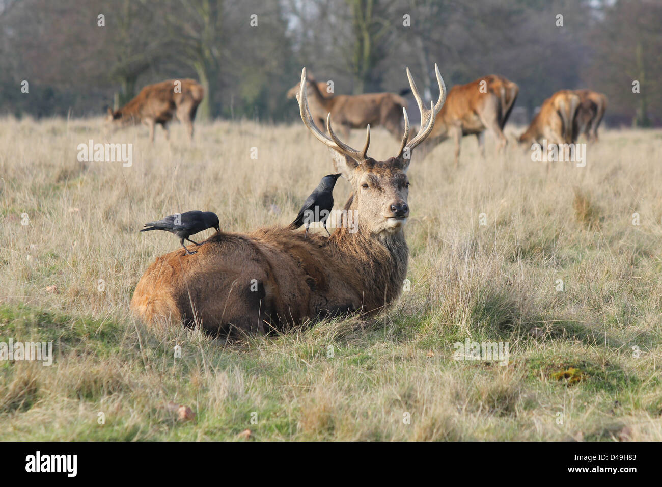 Richmond Park, Londra, Inghilterra. Red Deer cervo con jackdaws sul retro Foto Stock