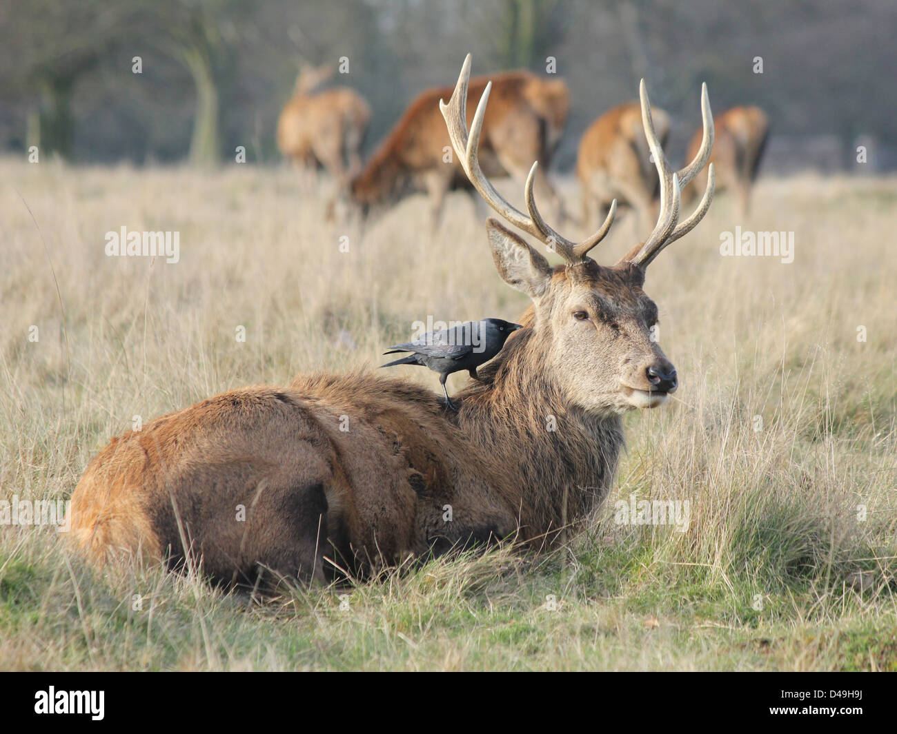 Richmond Park, Londra, Inghilterra. Red Deer cervo con la cornacchia sul retro Foto Stock