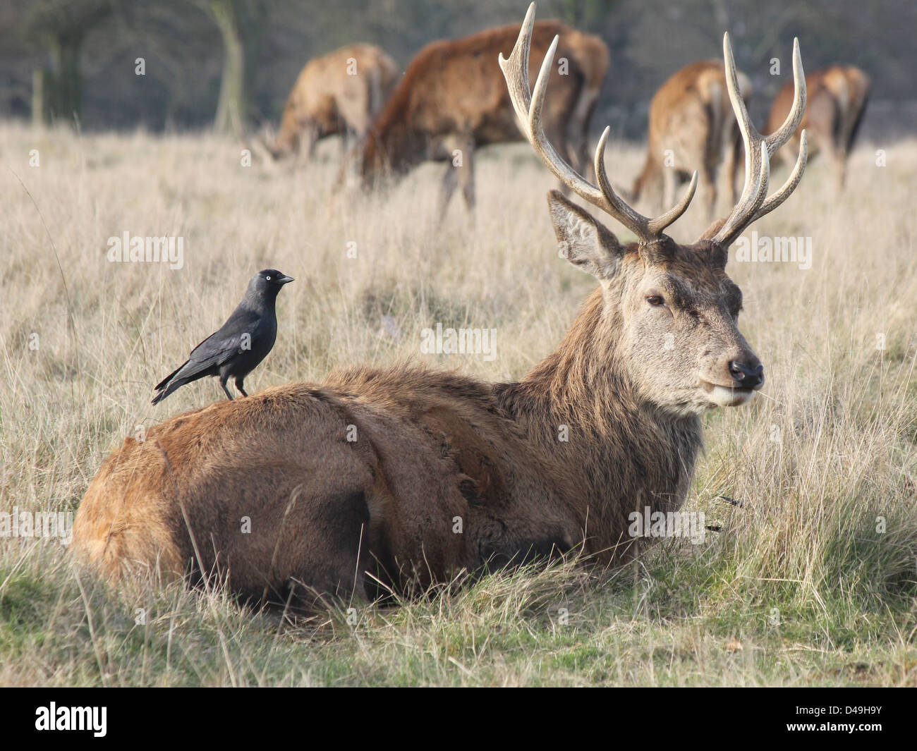 Richmond Park, Londra, Inghilterra. Red Deer cervo con la cornacchia sul retro Foto Stock