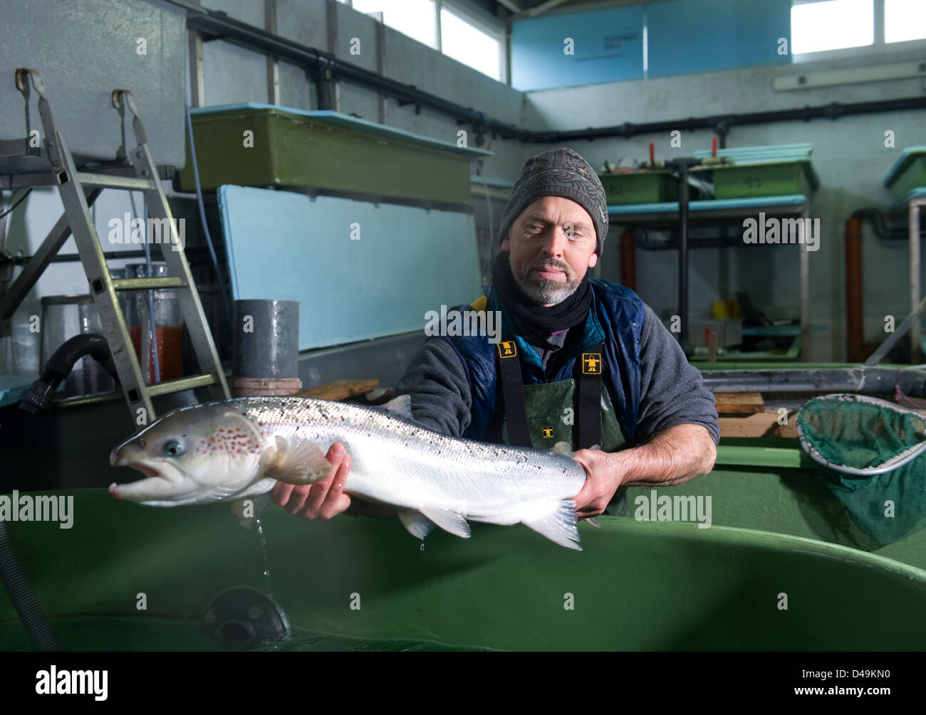 Obenheim, Francia, piscicoltura champion Martin Gerber con una matura il salmone Foto Stock