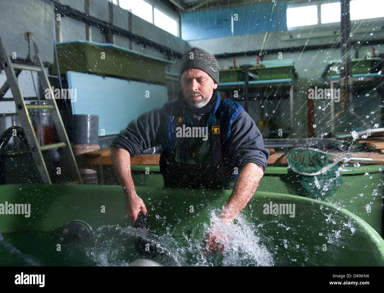 Obenheim, Francia, piscicoltura champion Martin Gerber nel salmone Istituto Obenheim in Alsace Foto Stock