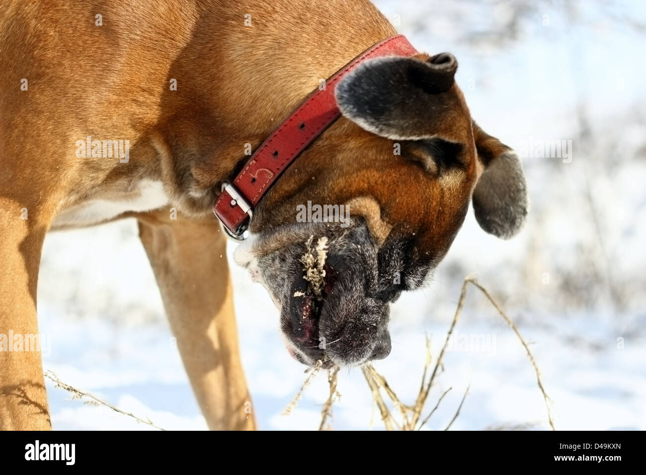 Razza boxer polaying con un bastone trovato nella neve Foto Stock