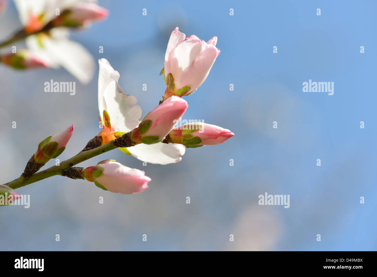 Boccioli e fiori selvatici di mandorle su uno sfondo blu Foto Stock