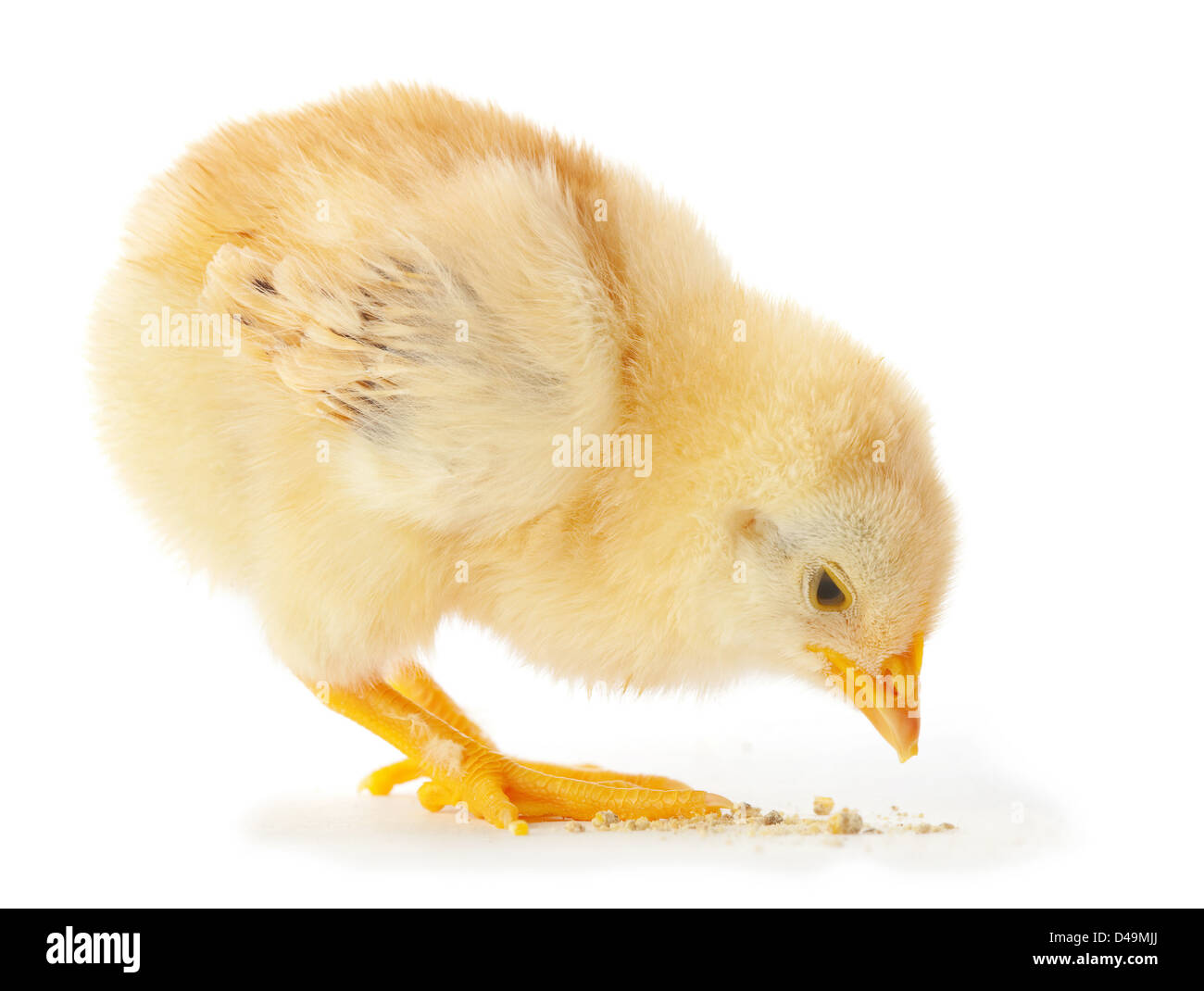 Giovani mangiare pollo isolato su bianco Foto Stock