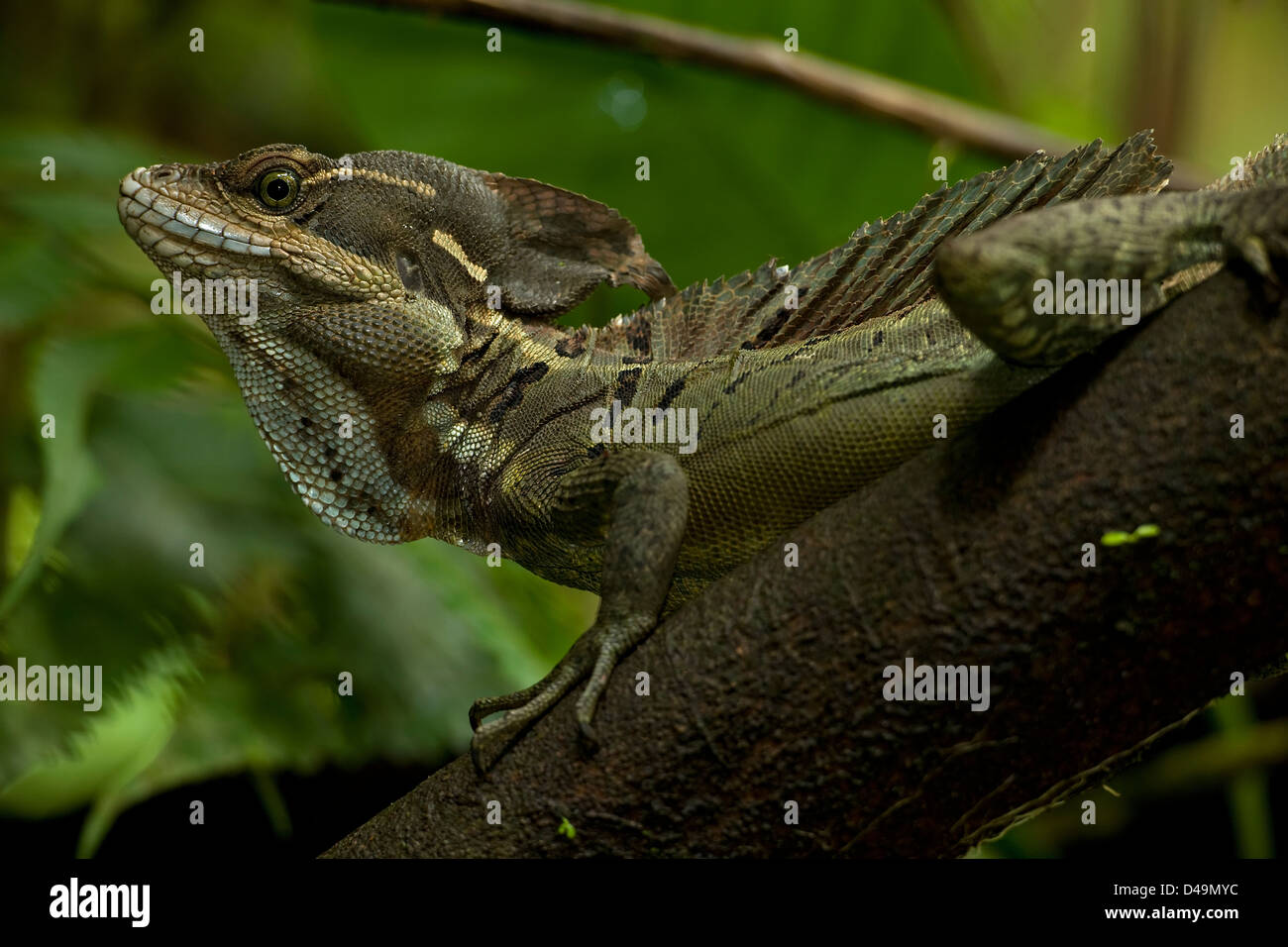 Basilisk comune - (Basiliscus Basiliscus) - Costa Rica - foresta pluviale tropicale - in grado di funzionare attraverso Foto Stock