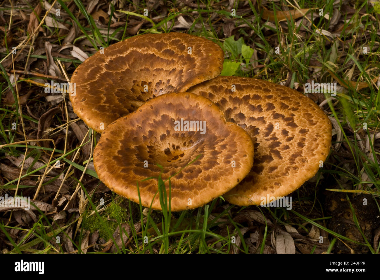 Fagiano torna fungo Polyporus squamosus, classe basidiomiceti, Polyporaceae, Castel di Sangro, Abruzzo, Italia Foto Stock