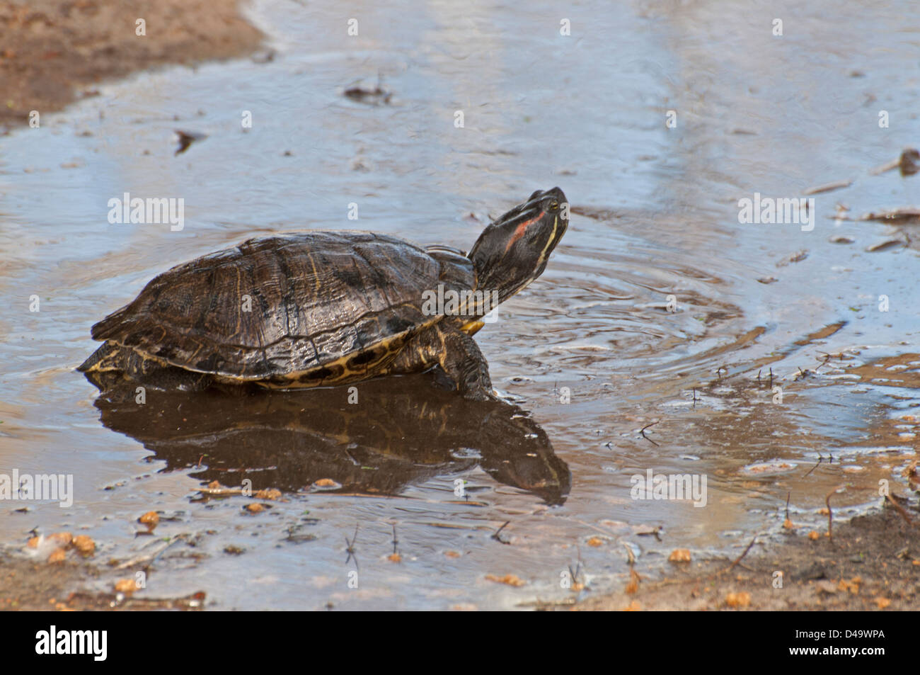 Un rosso-eared Slider Turtle Foto Stock