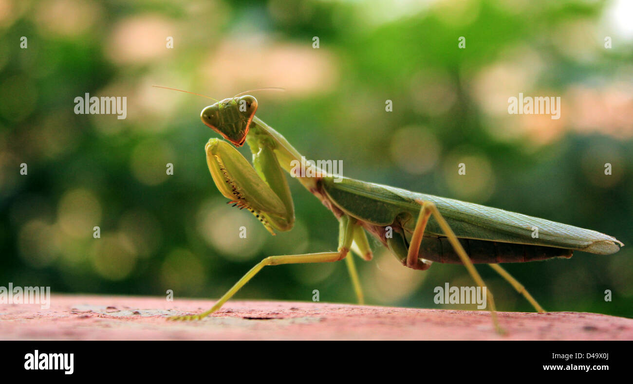 mantis di preghiera Foto Stock