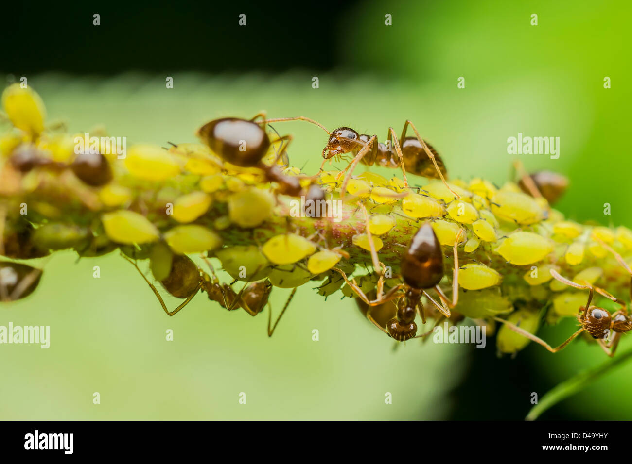 Le formiche mangiare afidi Foto Stock