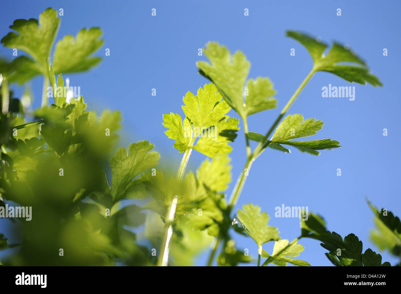 Berlino, Germania, prezzemolo, Petroselinum crispum Foto Stock