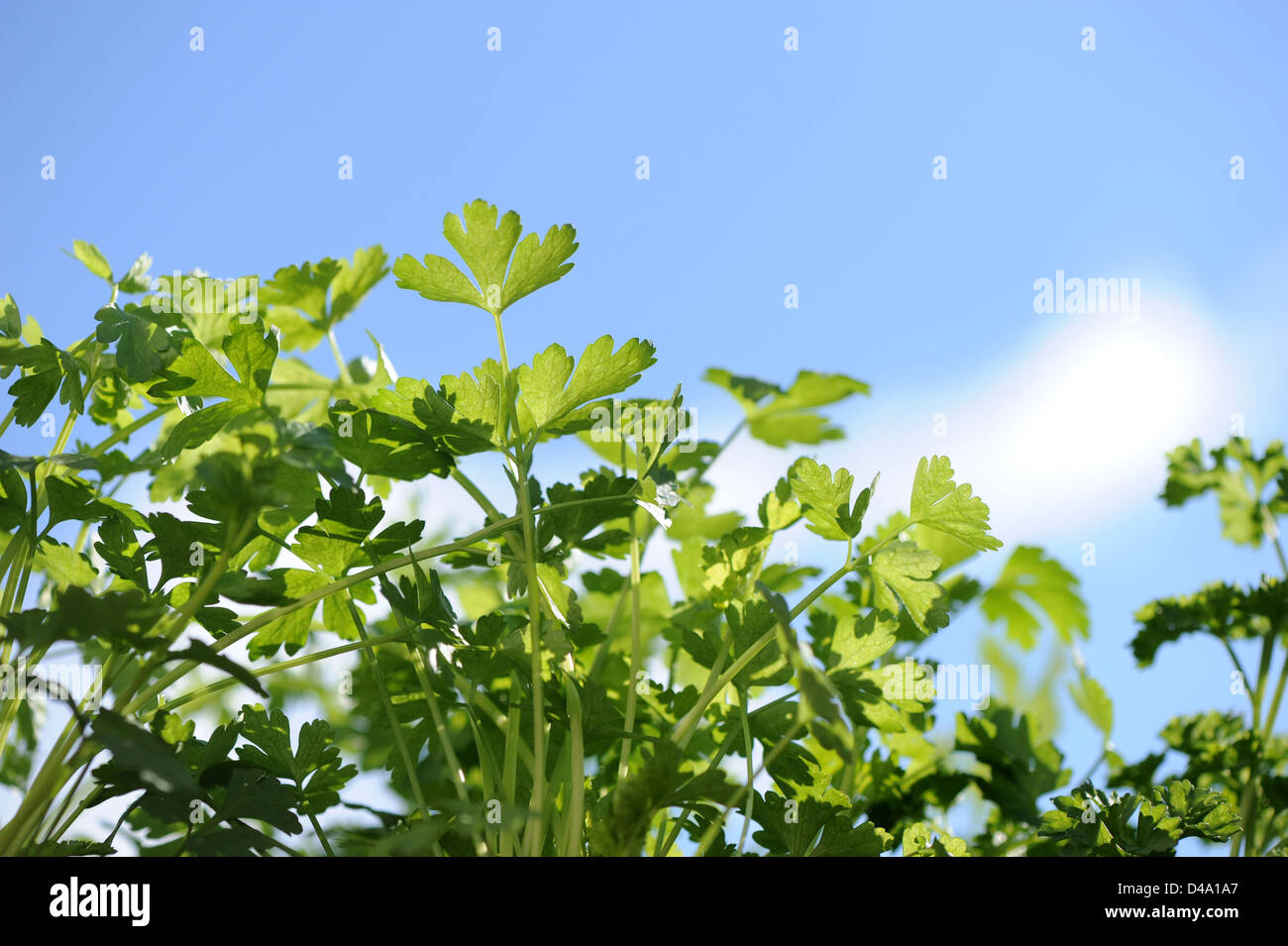 Berlino, Germania, prezzemolo, Petroselinum crispum Foto Stock