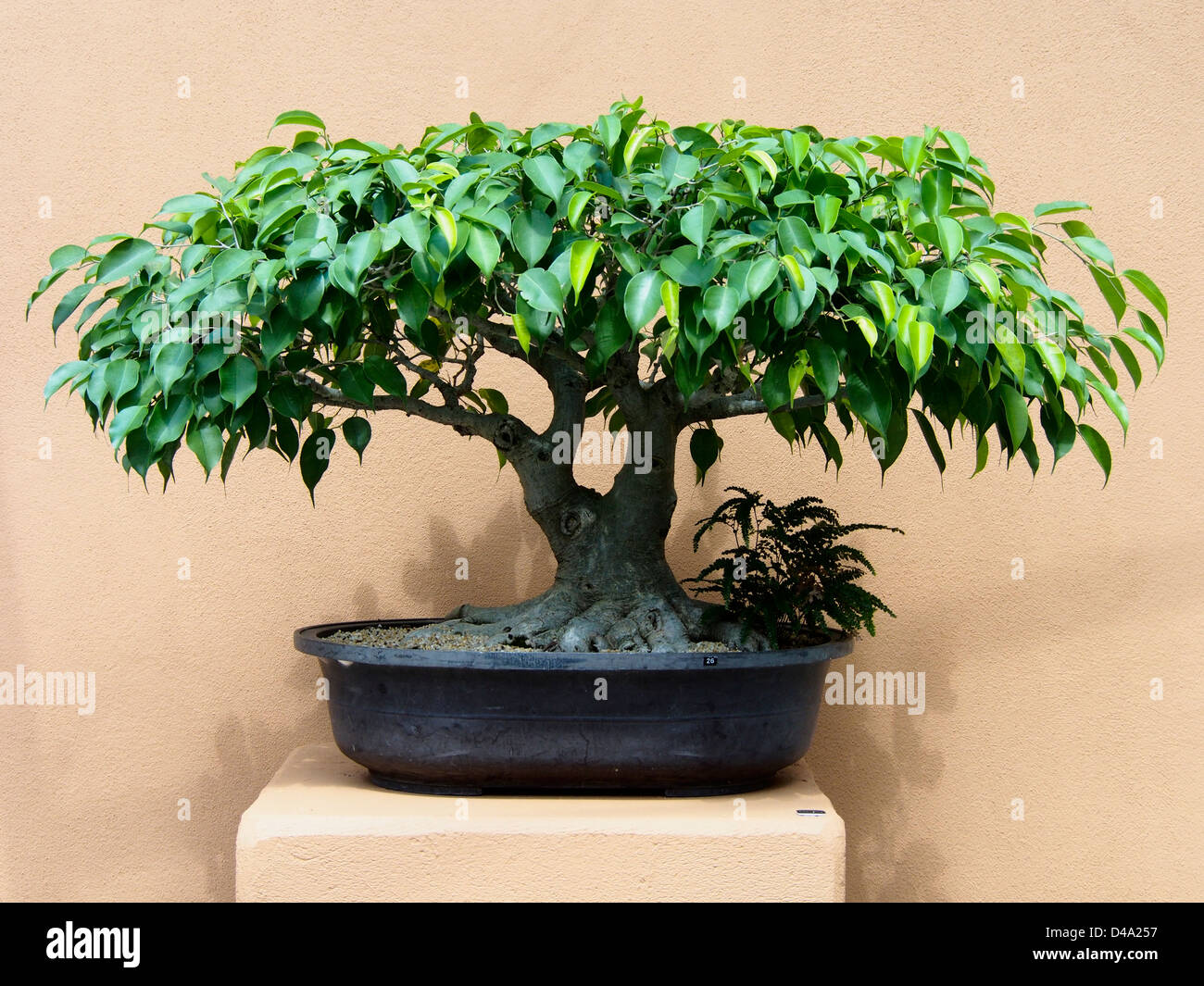 Albero di bonsai sul display a mt Coot-tha giardino botanico di Brisbane Queensland australia Foto Stock