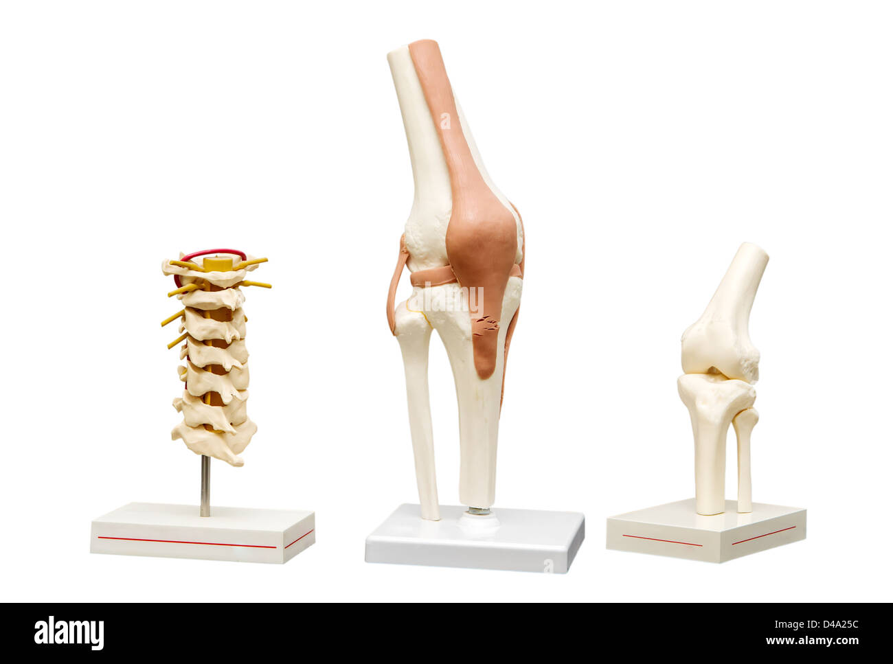 Modelli anatomici dei giunti. Isolare su sfondo bianco Foto Stock