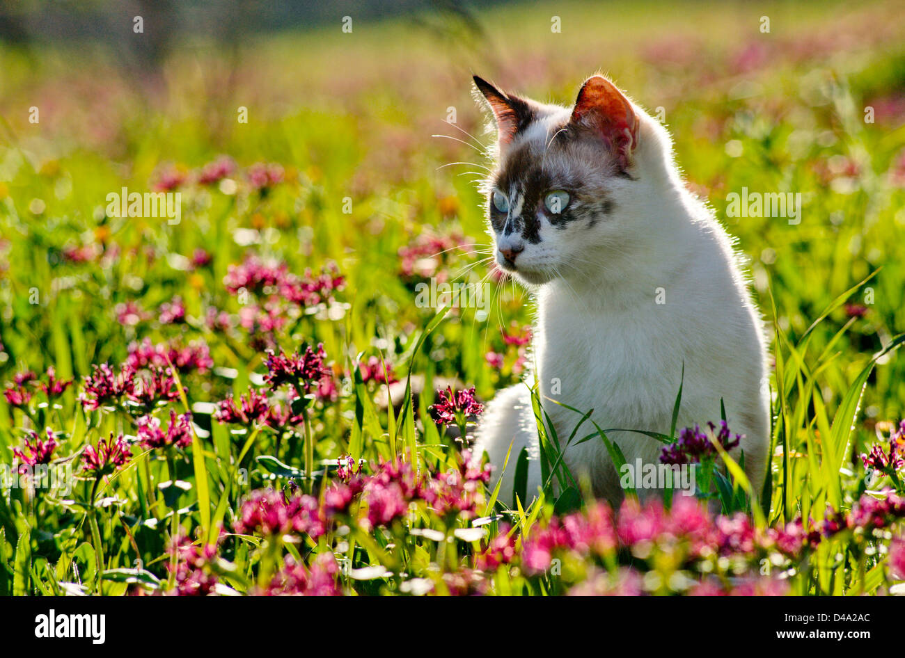 Giovani attiva tartaruga cat tra fiori Foto Stock